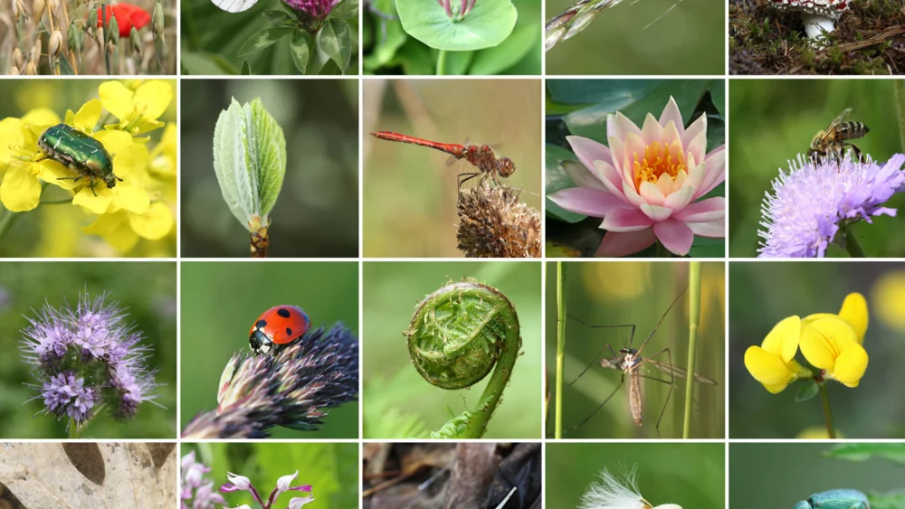 Biodiversité