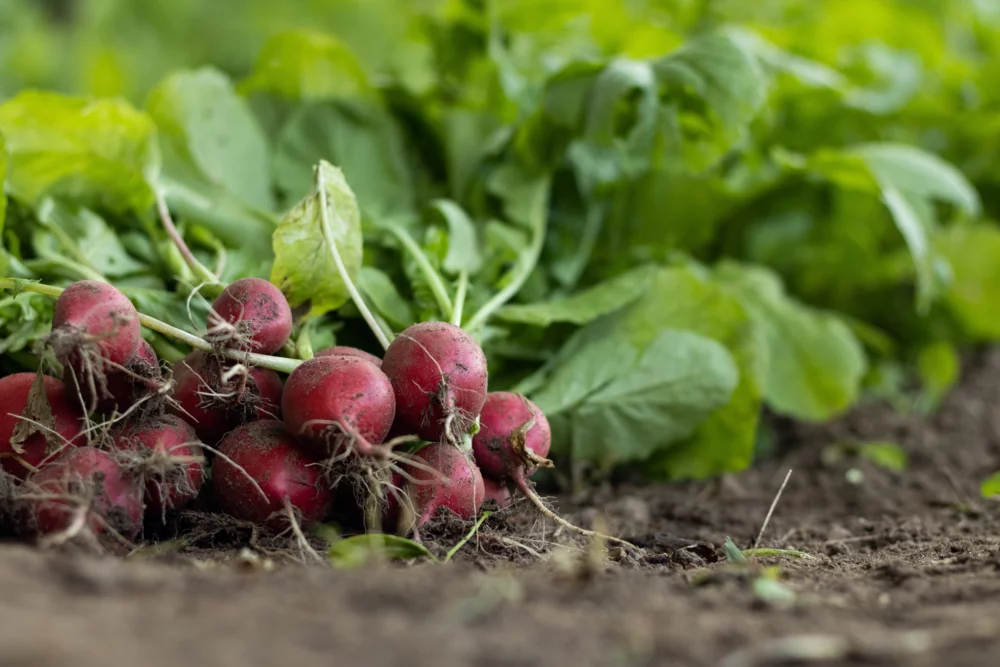 garden-radish-7300875