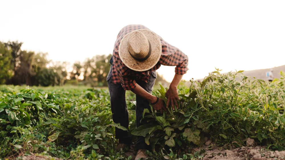 Agriculteur dans son champ