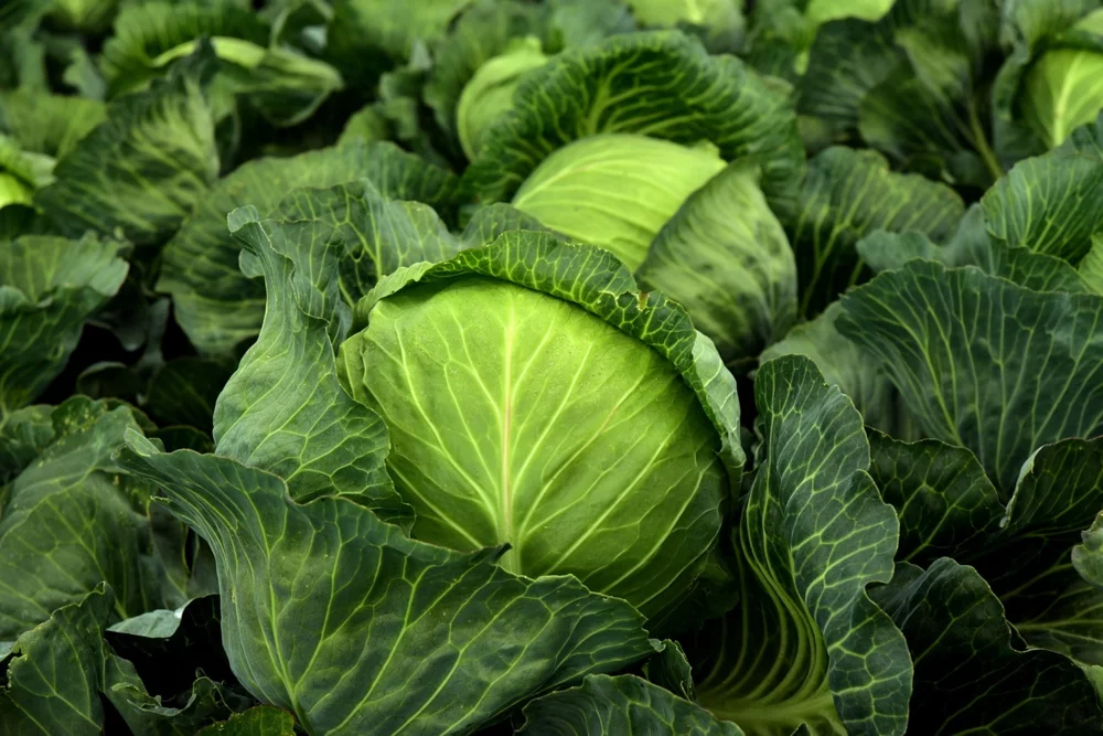 cabbage-3722517_1280