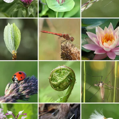 Biodiversité