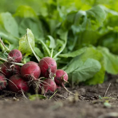 garden-radish-7300875