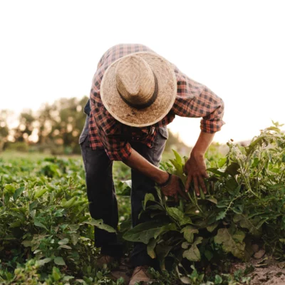 Agriculteur dans son champ