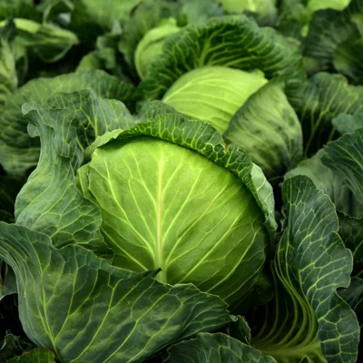 cabbage-3722517_1280